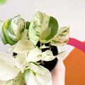 Manjula Pothos - Epipremnum aureum 'Happy Leaf' - Sprouts of Bristol
