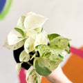 Manjula Pothos - Epipremnum aureum 'Happy Leaf' - Sprouts of Bristol