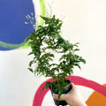 Many-Flowered Jasmine - Jasminum polyanthum - Sprouts of Bristol