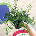 Many-Flowered Jasmine - Jasminum polyanthum - Sprouts of Bristol