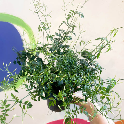 Many-Flowered Jasmine - Jasminum polyanthum - Sprouts of Bristol