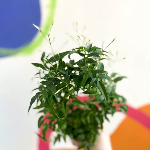 Many-Flowered Jasmine - Jasminum polyanthum - Sprouts of Bristol