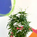 Many-Flowered Jasmine - Jasminum polyanthum - Sprouts of Bristol