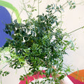 Many-Flowered Jasmine - Jasminum polyanthum - Sprouts of Bristol
