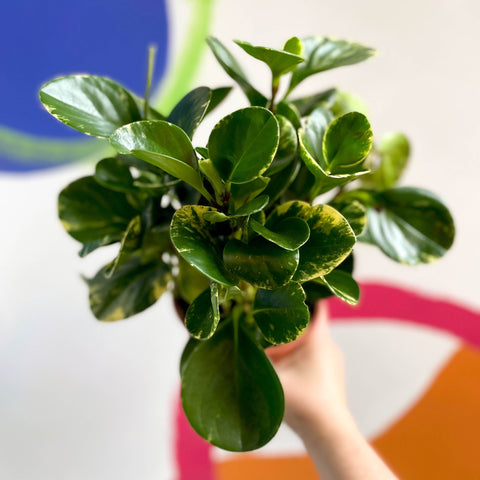 Marble Baby Rubberplant - Peperomia obtusifolia `Marble Variegata' - British Grown - Sprouts of Bristol
