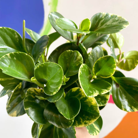 Marble Baby Rubberplant - Peperomia obtusifolia `Marble Variegata' - British Grown - Sprouts of Bristol