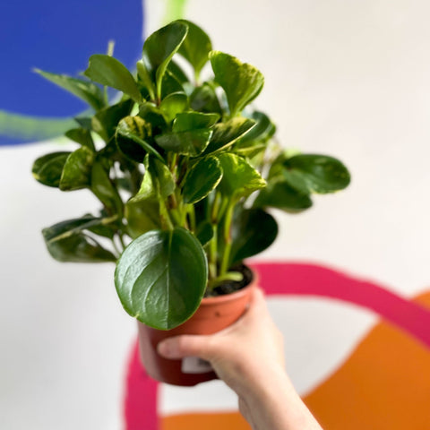 Marble Baby Rubberplant - Peperomia obtusifolia `Marble Variegata' - British Grown - Sprouts of Bristol