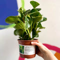 Marble Baby Rubberplant - Peperomia obtusifolia `Marble Variegata' - British Grown - Sprouts of Bristol