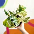 Marble Queen Pothos - Scindapsus aureus 'Marble Queen' - British Grown - Sprouts of Bristol