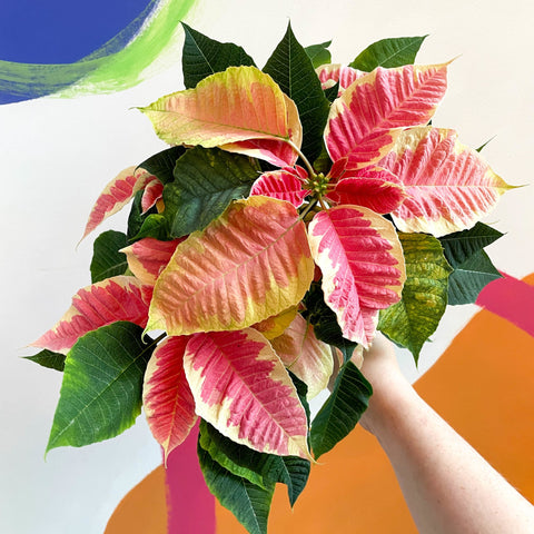 Marbled Poinsettia - Euphorbia pulcherrima 'Christmas Beauty Marble' - Sprouts of Bristol