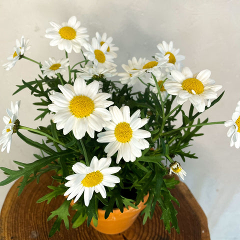Marguerite Daisy - Argyranthemum frutescens 'Pure White Butterfly' - Sprouts of Bristol