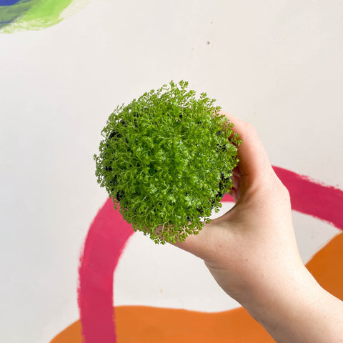 Meadow Spikemoss - Selaginella apoda - Sprouts of Bristol