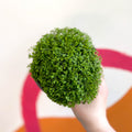 Meadow Spikemoss - Selaginella apoda - Sprouts of Bristol