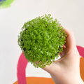 Meadow Spikemoss - Selaginella apoda - Sprouts of Bristol