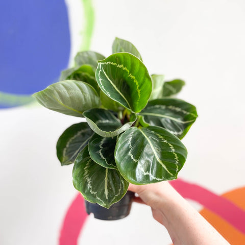 Medallion Calathea - Calathea roseopicta 'Apple Bee' - Sprouts of Bristol