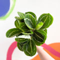 Medallion Calathea - Calathea roseopicta 'Apple Bee' - Sprouts of Bristol