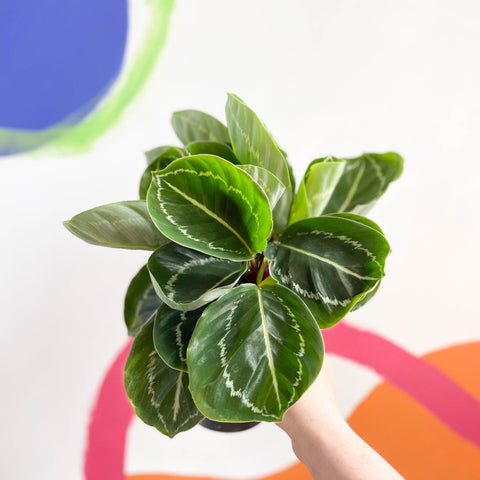 Medallion Calathea - Calathea roseopicta 'Apple Bee' - Sprouts of Bristol