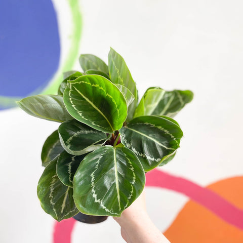Medallion Calathea - Calathea roseopicta 'Apple Bee' - Sprouts of Bristol