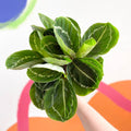 Medallion Calathea - Calathea roseopicta 'Apple Bee' - Sprouts of Bristol