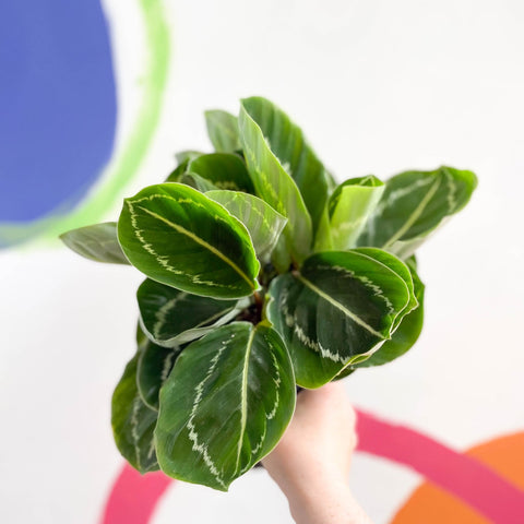 Medallion Calathea - Calathea roseopicta 'Apple Bee' - Sprouts of Bristol