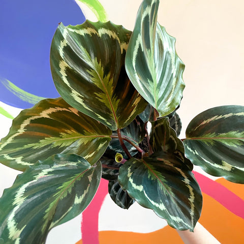 Medallion Calathea - Calathea roseopicta 'Medallion' - Sprouts of Bristol