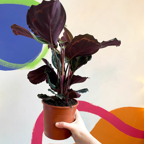 Medallion Calathea - Calathea roseopicta 'Medallion' - Sprouts of Bristol