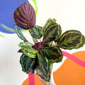 Medallion Calathea - Calathea roseopicta 'Medallion' - British Grown - Sprouts of Bristol