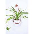 Medium Peg Wall Planter - Sprouts of Bristol