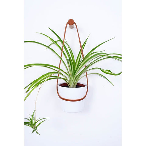 Medium Peg Wall Planter - Sprouts of Bristol