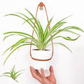Medium Peg Wall Planter - Sprouts of Bristol