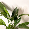 Metallic Palm - Chamaedorea metallica - Sprouts of Bristol