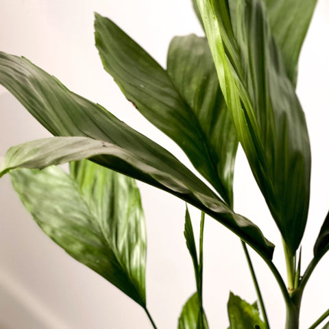 Metallic Palm - Chamaedorea metallica - Sprouts of Bristol