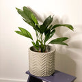Metallic Palm - Chamaedorea metallica - Sprouts of Bristol