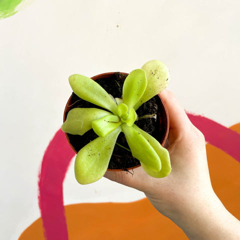 Mexican Butterwort - Pinguiciula weser 'Agnata' - Sprouts of Bristol