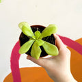 Mexican Butterwort - Pinguiciula weser 'Agnata' - Sprouts of Bristol