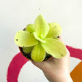 Mexican Butterwort - pinguicula gigantea - Sprouts of Bristol