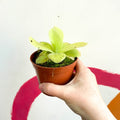 Mexican Butterwort - pinguicula gigantea - Sprouts of Bristol