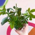 Mexican Orange Blossom - Choisya ternata - Evergreen Shrub - Sprouts of Bristol