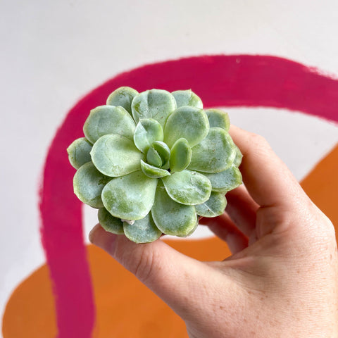 Mexican Snow Ball - Echeveria elegans - Sprouts of Bristol