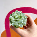 Mexican Snow Ball - Echeveria elegans - Sprouts of Bristol