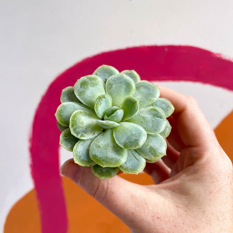 Mexican Snow Ball - Echeveria elegans - Sprouts of Bristol