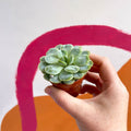 Mexican Snow Ball - Echeveria elegans - Sprouts of Bristol