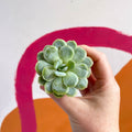 Mexican Snow Ball - Echeveria elegans - Sprouts of Bristol