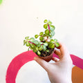 Midstripe Rainbow Bush - Portulacaria afra ‘Medio-picta’ - Sprouts of Bristol