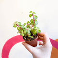 Midstripe Rainbow Bush - Portulacaria afra ‘Medio-picta’ - Sprouts of Bristol
