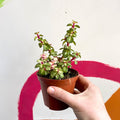 Midstripe Rainbow Bush - Portulacaria afra ‘Medio-picta’ - Sprouts of Bristol