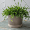 Milton Pot - Sprouts of Bristol