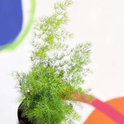 Ming Fern - Asparagus myriocladus - Sprouts of Bristol