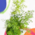 Ming Fern - Asparagus myriocladus - Sprouts of Bristol
