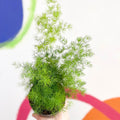 Ming Fern - Asparagus myriocladus - Sprouts of Bristol